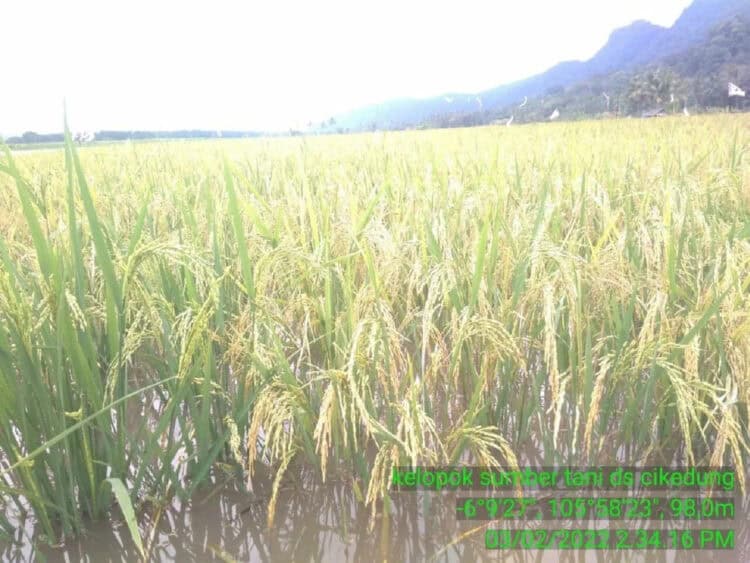 446 Hektar Sawah di Kabupaten Serang Terendam Banjir, Terancam Gagal Panen