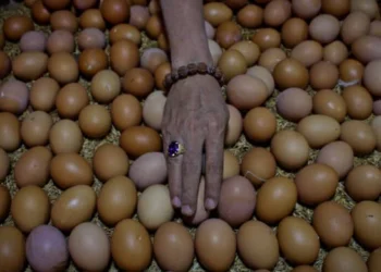 Harga Telur Mulai Perlahan Naik di Kabupaten Lebak
