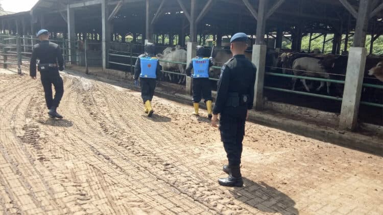 Tim Polda Banten cek peternakan Sapi di Pabuaran, Kabupaten Serang. (ISTIMEWA)
