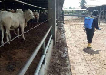 Antisipasi penyebaran PMK, petugas semprotkan disinfektan ke sejumlah peternakan, Minggu (22/5/2022). (ISTIMEWA)