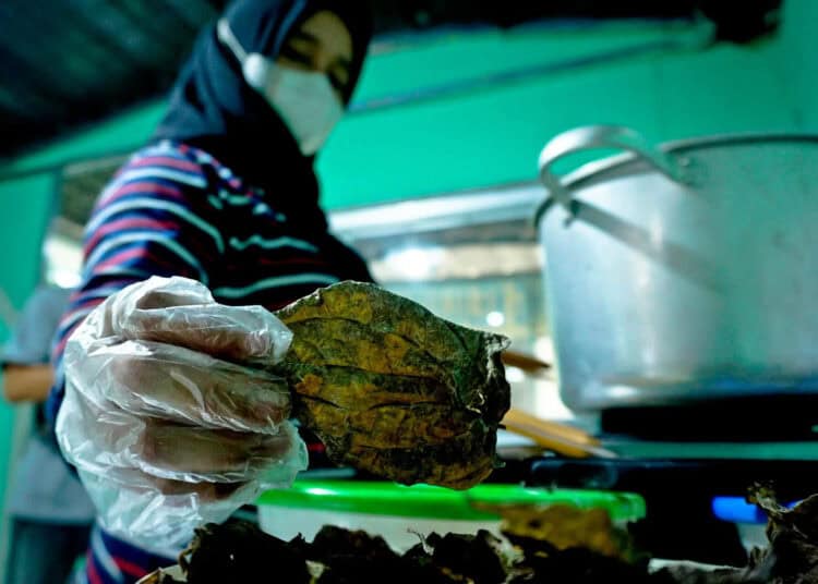 Foto Usaha Olahan Keripik Daun Sirih di Neglasari