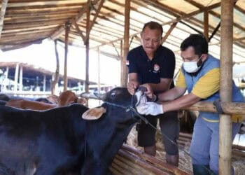 BREAKING NEWS: 13 Ekor Sapi di Kota Tangerang Dinyatakan Positif PMK