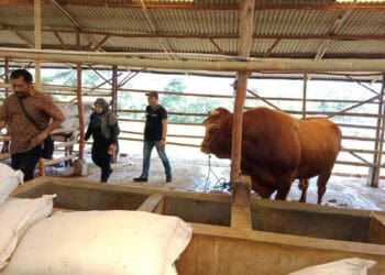 Dinas Pertanian Kabupaten Serang, memantau kondisi kesehatan hewan ternak di sejumlah kecamatan. (ISTIMEWA)