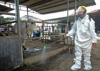 Foto Penyemprotan Disinfektan untuk Hewan di Kabupaten Tangerang