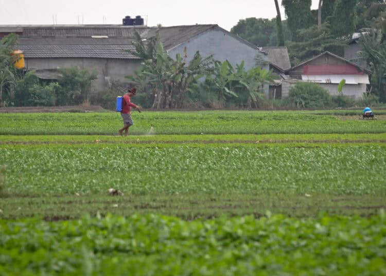 Foto Pertanian Sayuran di Tengah Perkotaan
