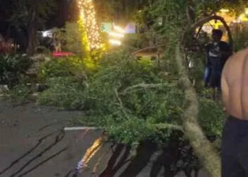 Pemuda Ini Tewas Setelah Tertimpa Pohon di Jalan M Yamin Tangerang