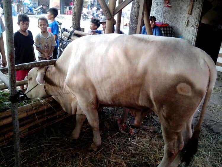 13.628 Ekor Hewan Kurban Masuk Tangsel