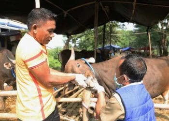 3 dari 825 Ekor Sapi yang Terserang PMK di Kota Tangerang Sudah Mati