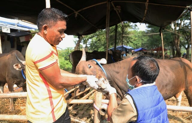 3 dari 825 Ekor Sapi yang Terserang PMK di Kota Tangerang Sudah Mati