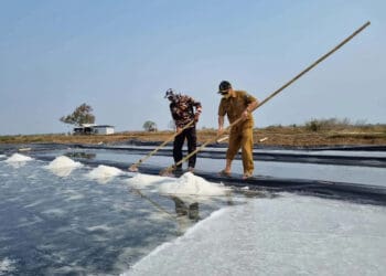 Kepala DKPP Kabupaten Serang, Suhardjo, membantu petani produksi garam, Senin (11/7/2022). (ISTIMEWA)