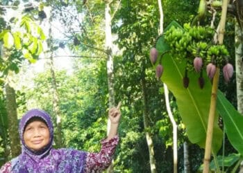 PISANG TUJUH JANTUNG–Pemilik kebun pisang, menunjukkan pisang unik dengan tujuh tandan dan tujuh jantung pisang, Senin (4/7/2022). (ISTIMEWA)