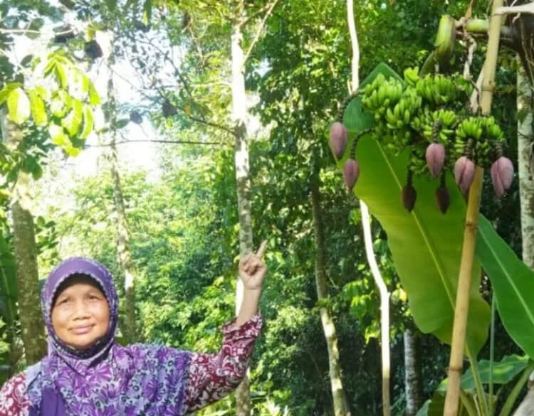 PISANG TUJUH JANTUNG–Pemilik kebun pisang, menunjukkan pisang unik dengan tujuh tandan dan tujuh jantung pisang, Senin (4/7/2022). (ISTIMEWA)