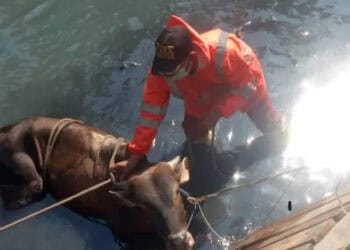 Diduga Stres, Sapi Kurban Tercebur ke Kali Sipon, Begini Akhirnya