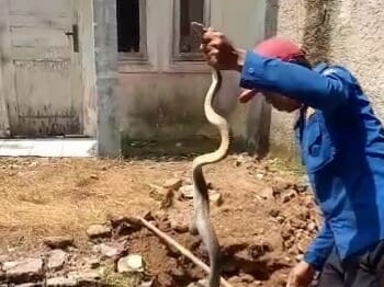 Kerap "Teror" Warga Perumahan di Lebak, Ular Kobra 2 Meter Ditangkap