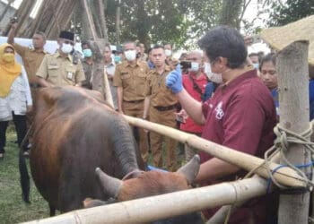 Bupati Zaki Pastikan Wabah PMK Melandai