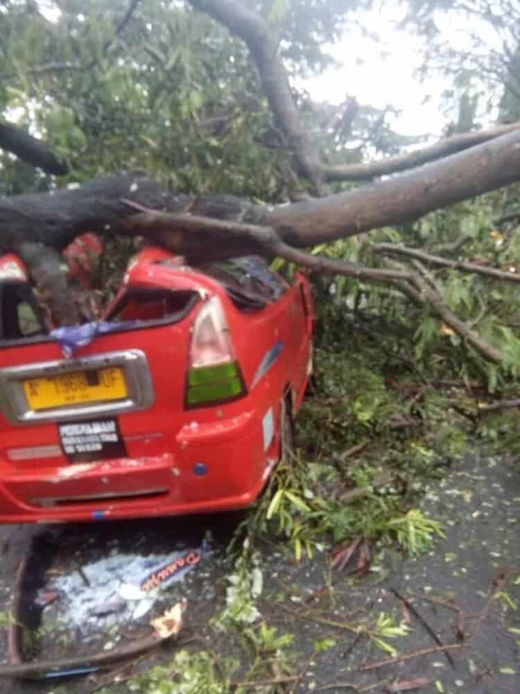 Pohon tumbang timpa angkot, di Jalan Raya Cilegon-Merak, tepatnya di depan Untirta Kelurahan Kotabumi, Kecamatan Purwakarta, Kota Cilegon, Selasa (16/8/2022). (ISTIMEWA)