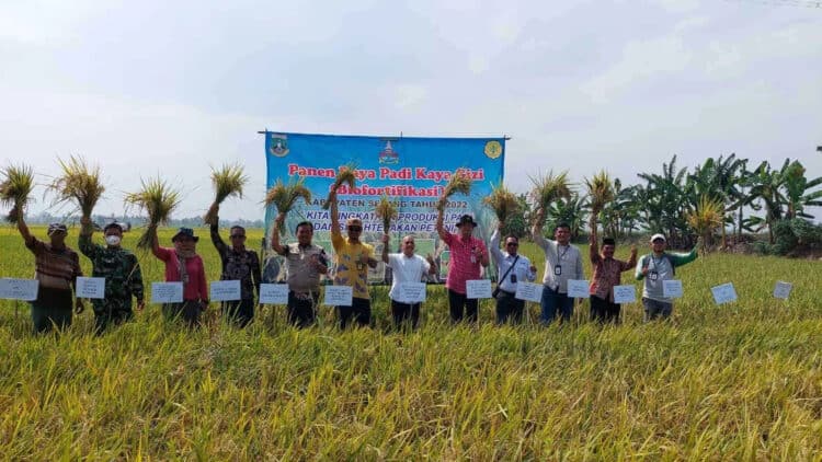 Petani di Toyomerto panen padi. (ISTIMEWA)
