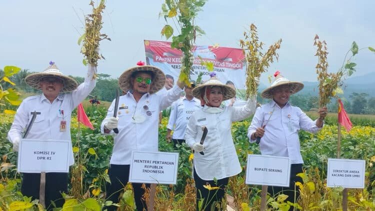 Mentan RI, Bupati Serang dan jajarannya, panen kacang kedelai, di Cinangka, Kabupaten Serang, Rabu (14/9/2022). (ISTIMEWA)