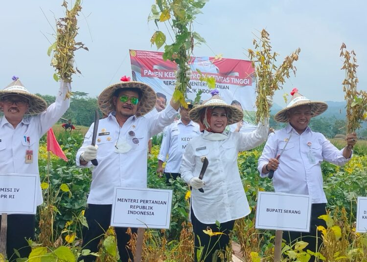 Mentan RI, Bupati Serang dan jajarannya, panen kacang kedelai, di Cinangka, Kabupaten Serang, Rabu (14/9/2022). (ISTIMEWA)