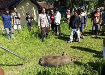 Warga didampingi personel Polsek Menes, sedang mengeksekusi Babi Hutan, yang masuk perkampungan. (ISTIMEWA)