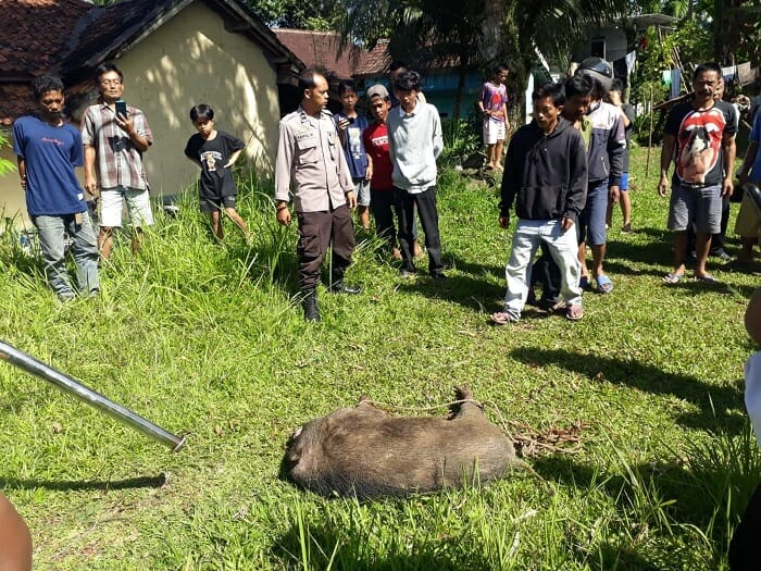 Warga didampingi personel Polsek Menes, sedang mengeksekusi Babi Hutan, yang masuk perkampungan. (ISTIMEWA)
