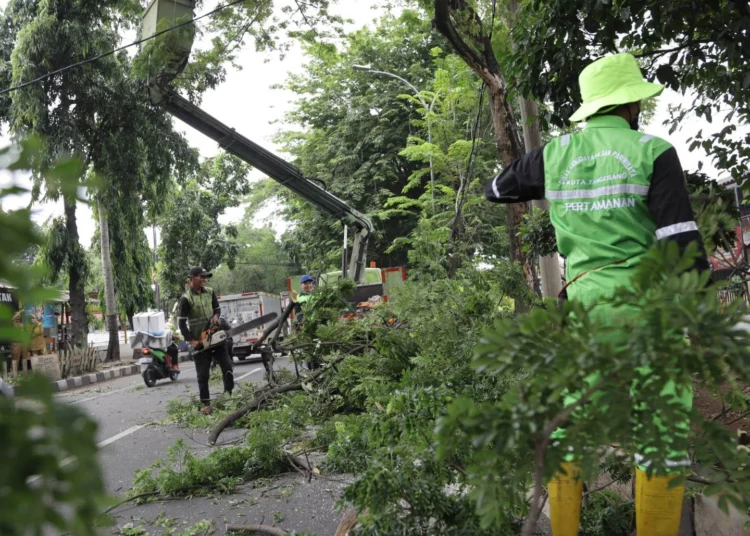 Antisipasi Tumbang, Sejumlah Pohon di Kota Tangerang Dipangkas