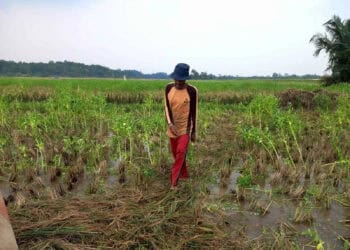 Kondisi pesawahan di Kabupaten Serang. (ISTIMEWA)