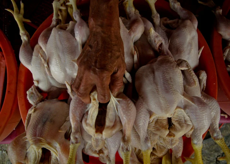 Foto Pedagang Daging Ayam di Pasar Anyar, Harga Naik Jelang Nataru