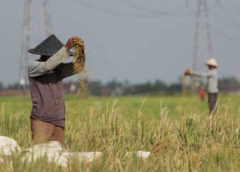 Produksi Gabah di Banten Meningkat, Aman Hingga Awal 2023