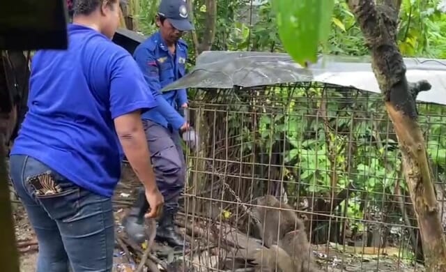 Serang Manusia, Dua Ekor Monyet di Lebak Ini Ditangkap