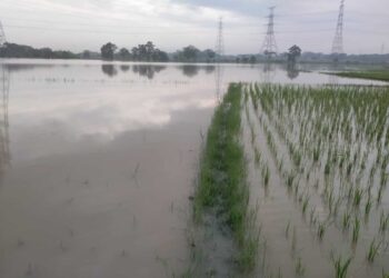24 Hektar Sawah Terendam Banjir Akibat Luapan Sungai Cidurian