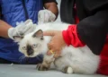 Foto Vaksinasi Rabies Hewan Peliharaan Gratis di Kota Tangerang