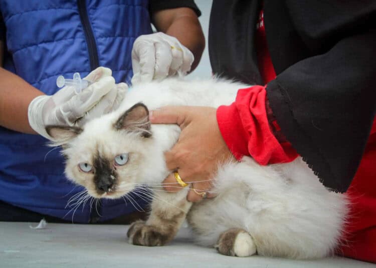 Foto Vaksinasi Rabies Hewan Peliharaan Gratis di Kota Tangerang