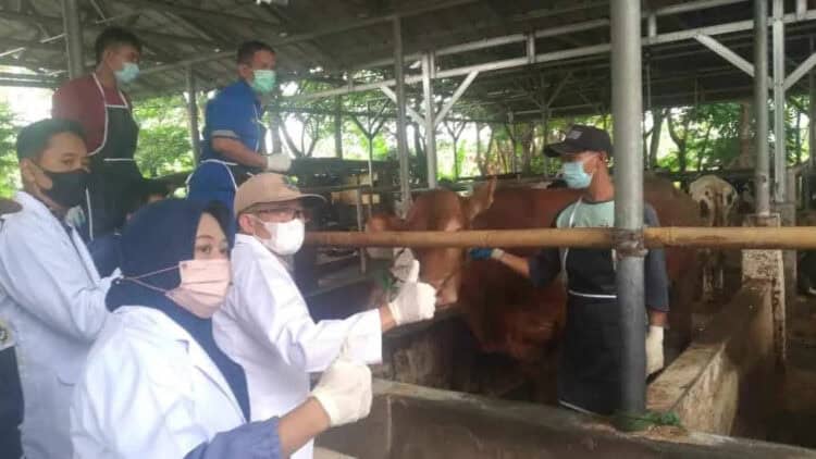 Tim gabungan sedang melakukan vaksinasi PMK, di wilayah Banten. (DOKUMEN/SATELITNEWS.COM)