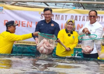 PANEN IKAN NILA - Bupati Serang Ratu Tatu Chasanah, memanen ikan Nila bioflok, di Kecamatan Carenang. (ISTIMEWA)
