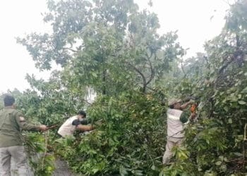 Hujan Angin di Kota Tangerang, Masyarakat Diminta Mewaspadai Pohon Tumbang