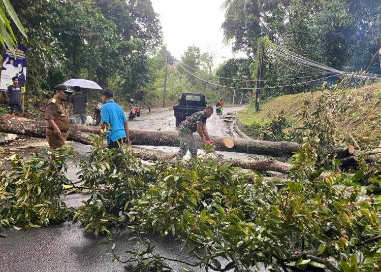 EVAKUASI - Pihak TNI, bersama Lurah dan warga, sedang mengevakuasi pohon tumbang yang membuat akses Jalur Pandeglang - Rangkas tak bisa dilalui, Senin (20/3/2023). (ISTIMEWA)