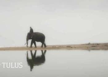 Lirik Lagu Gajah - TULUS