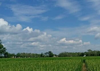 El Nino di Depan Mata, Semua Pihak Diminta Bersiap Hadapi Kondisi Ekstrem