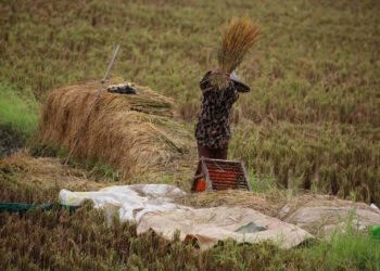 Seorang petani sedang memanen padi di lahan persawahan. (ISTIMEWA)