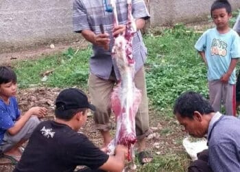 PWI Kabupaten Pandeglang distribusikan ratusan kantung daging kurban, kepada warga sekitar sekretariat PWI setempat, di Jalan Bhayangkara, Ciwasiat, Kelurahan Pandeglang, Kecamatan Pandeglang, Jumat (30/6/2023). (ISTIMEWA)