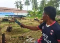 Jelang Iduladha, Permintaan Sapi Lokal Asal Bima di Kota Tangerang Meningkat