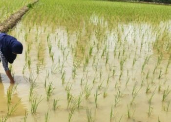PERIKSA TANAMAN PADI - Seorang petani sedang memeriksa tanaman padinya, di lahan pertanian. (ISTIMEWA)