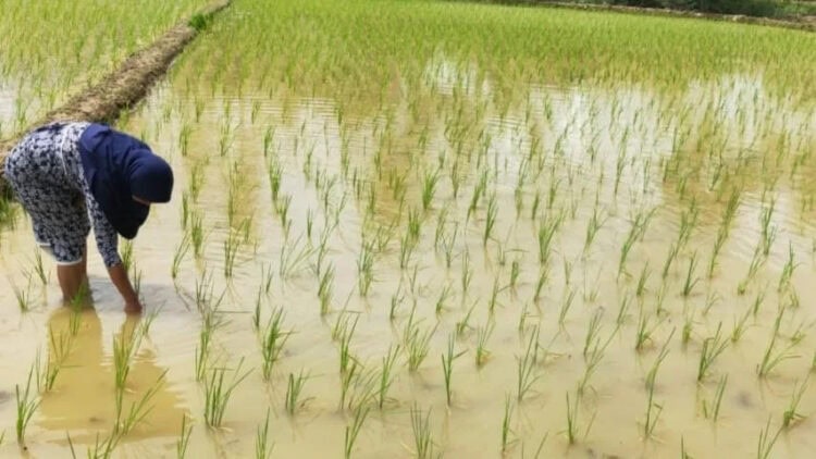 Lahan Persawahan