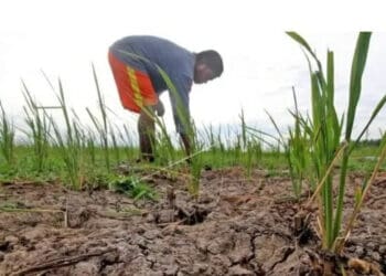 Godzilla El Nino "Menghantui" Indonesia, Stok Pangan Diklaim Aman