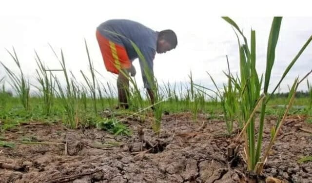 Kemarau Sudah Membuat 372 Hektare Sawah di Lebak Kekeringan