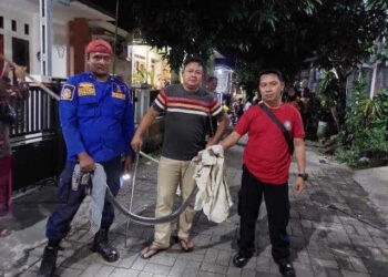 Kerap Kedatangan Ular Kobra, Warga Perumahan Ranau 3 Lebak Ketar-Ketir
