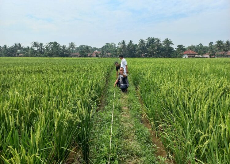 LAHAN PERTANIAN–Lahan pertanian padi di Kecamatan Cikeusal, Kabupaten Serang, tidak teraliri air dari saluran irigasi. (ISTIMEWA)