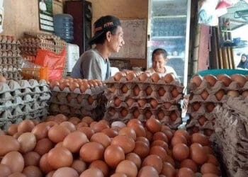 Telur Ayam