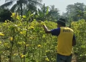 “Mimpi Buruk” Petani Sayuran di Lebak Gagal Panen Gegara Dampak El-Nino